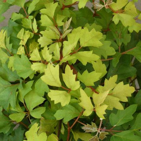 Plante cataratoare - Cissus rhombifolia 